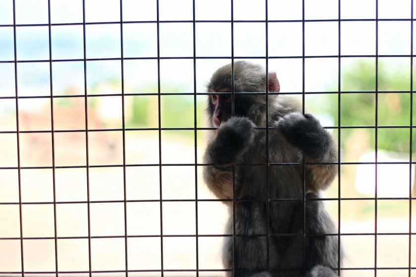 ...ลิง Japanese Macaque มารอรับอาหารจากนักท่องเที่ยว...