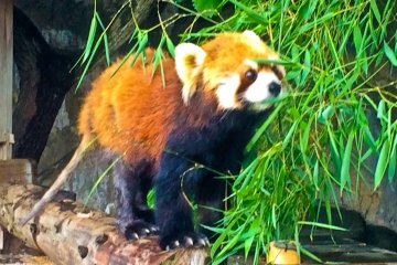 A Red Panda; one of the star attractions at Nogeyama