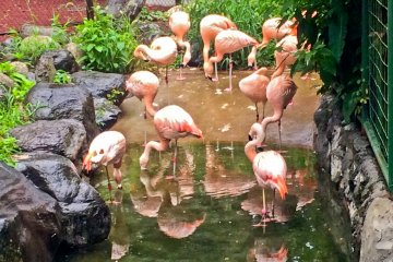Several pink Flamingos