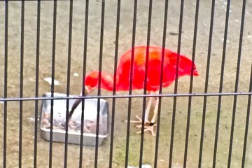 A very colorful &#39;Scarlet Ibis&#39;