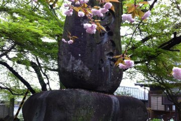 Cherry blossoms at Koon-ji