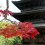 Di sản Thế giới chùa Toji