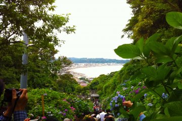 <p>เดินไปตามเส้นทางที่เต็มไปด้วยดอกไฮเดรนเยียกับทะเลเป็นฉากหลัง สวยมาก!</p>