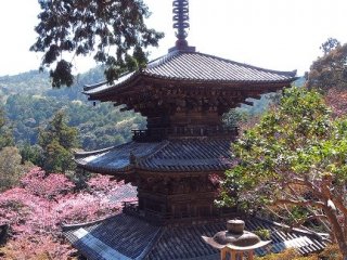 an incredible view of &quot;sanjyu no yo&quot; three-storied pagoda that was built in 1171.