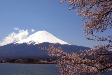 <p>ภูเขาฟูจิและดอกซากุระ</p>