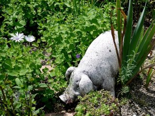 This pig was one of many small statues tucked away in the borders like garden gnomes