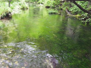 Shimizu River. Its water is 100% from a natural spring, so the river is never muddy even after a heavy rain.