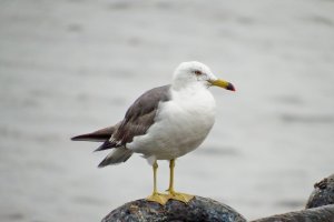 A seagull&nbsp;waiting patiently on one of the chains attached to the &#39;Hikawamaru&#39;