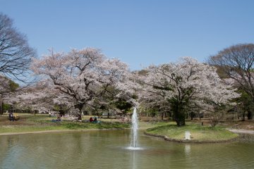 Fountain area during Cherry Blossom Season