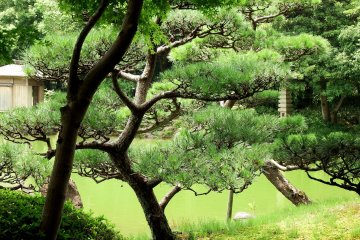 <p>Beautifully-trimmed Japanese pine trees</p>