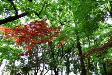 여름철 요코칸 정원의 녹색과 붉은색 잎