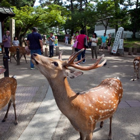 Tōdai-ji, Rusa Dan Taman di Nara