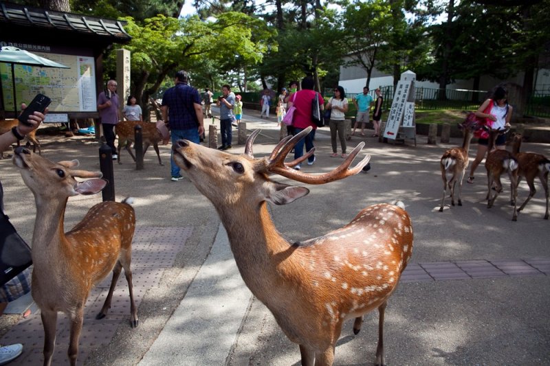 <p>Some of the friendly deer greeting visitors hoping for treats</p>