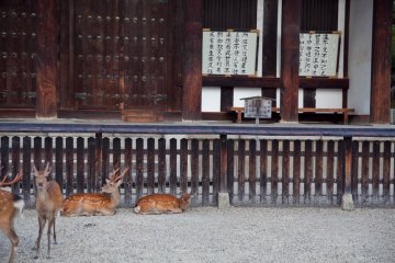 <p>Los ciervos amigables paseando fuera del templo Todaiji</p>