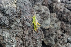 There are many of these grasshoppers jumping around despite the lack of vegetation