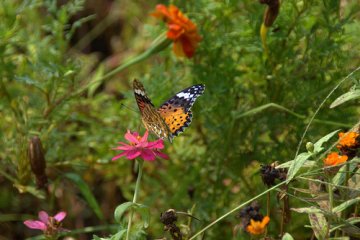 Kagoshima Butterflies