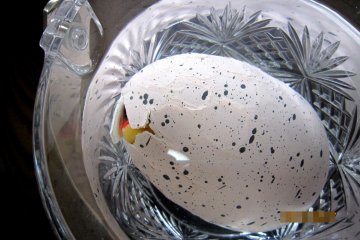 DAY 2: OK, there&#39;s a crack at the top of the egg. I can see SOMETHING...How exciting!