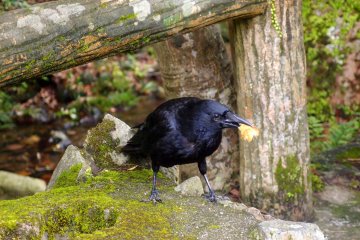 <p>A black raven</p>
