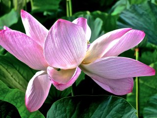 В Храме Хатимангу, Камакура, когда цветок цветет и полностью раскрылся, он так красив, что аж захватывает дух