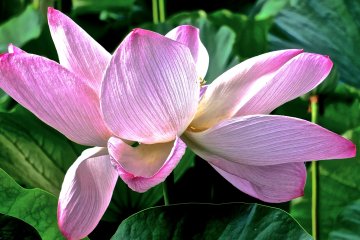 <p>В Храме Хатимангу, Камакура, когда цветок цветет и полностью раскрылся, он так красив, что аж захватывает дух</p>