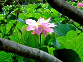 카마쿠라의 하치만구 사원의 연꽃 연못 