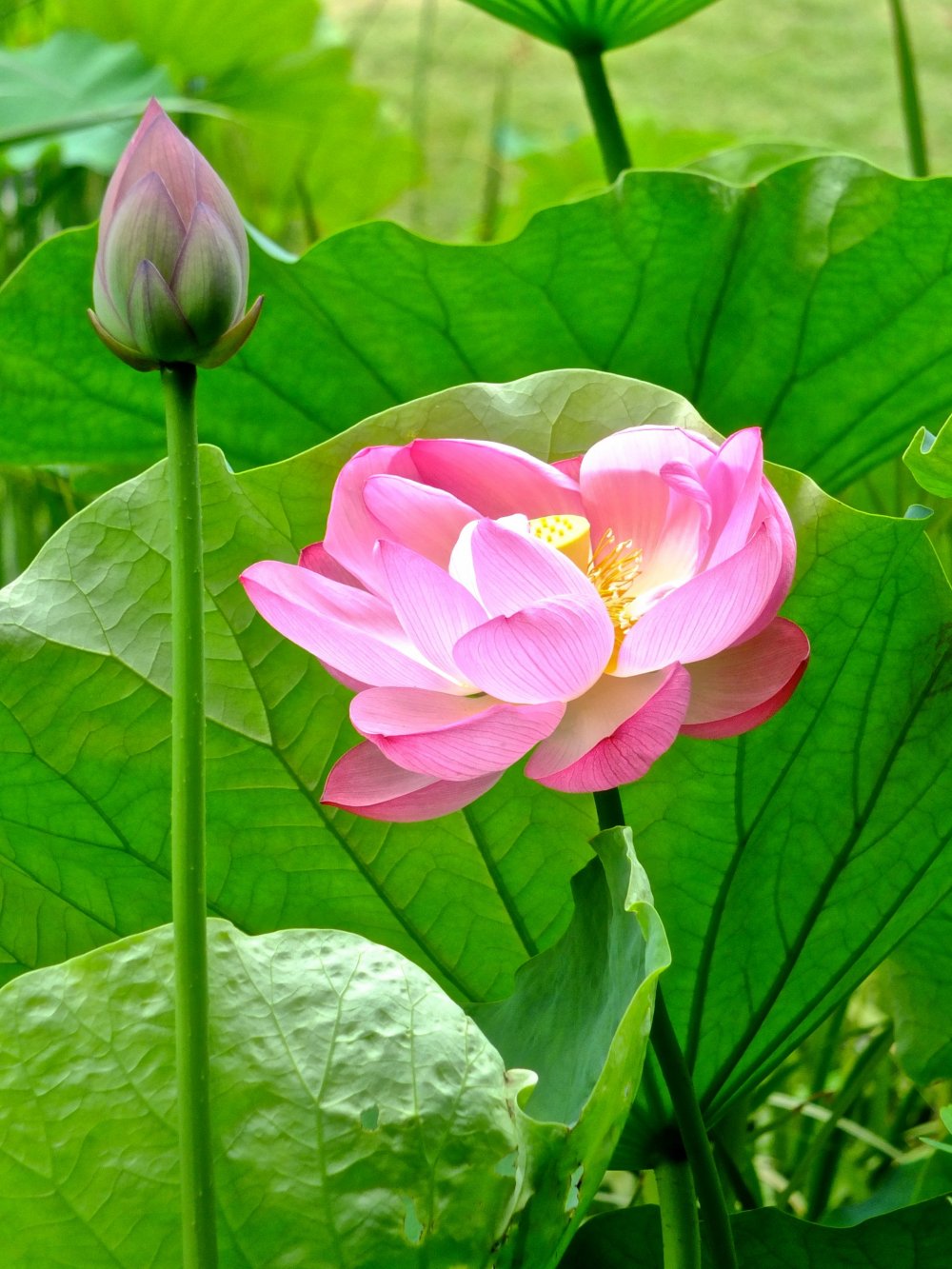 Un magnifique lotus au jardin Sankei-en de Yokohama
