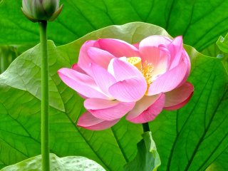 Un magnifique lotus au jardin Sankei-en de Yokohama