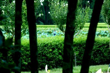 <p>Lotus and rice fields seen through trees from the Lotus Park</p>