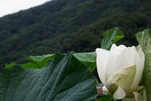 濃緑の山々を背景に凛と咲く白い蓮の花