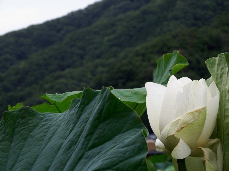 Raumduft | White Lotus [heaven] | StayPretty