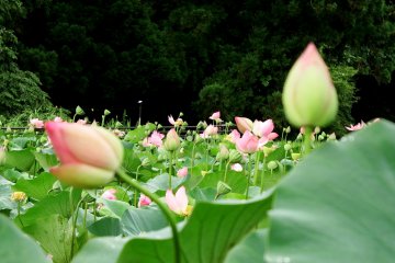 <p>Lotus heaven surrounded by nature</p>