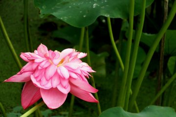 <p>Pink lotus in full bloom</p>