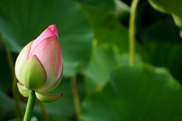 <p>Pink lotus about to bloom</p>