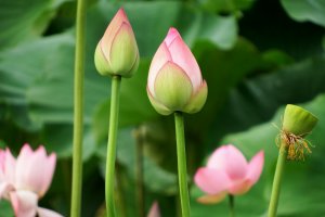 Lotus flowers in different life stages
