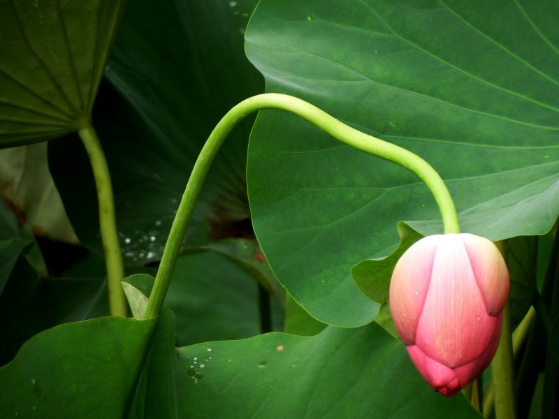<p>The stem of this lotus is unique and curvy</p>