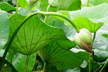 <p>Fascinating curve of lotus stem</p>