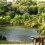 池上本門寺の小堀遠州作「松濤園」が特別公開
