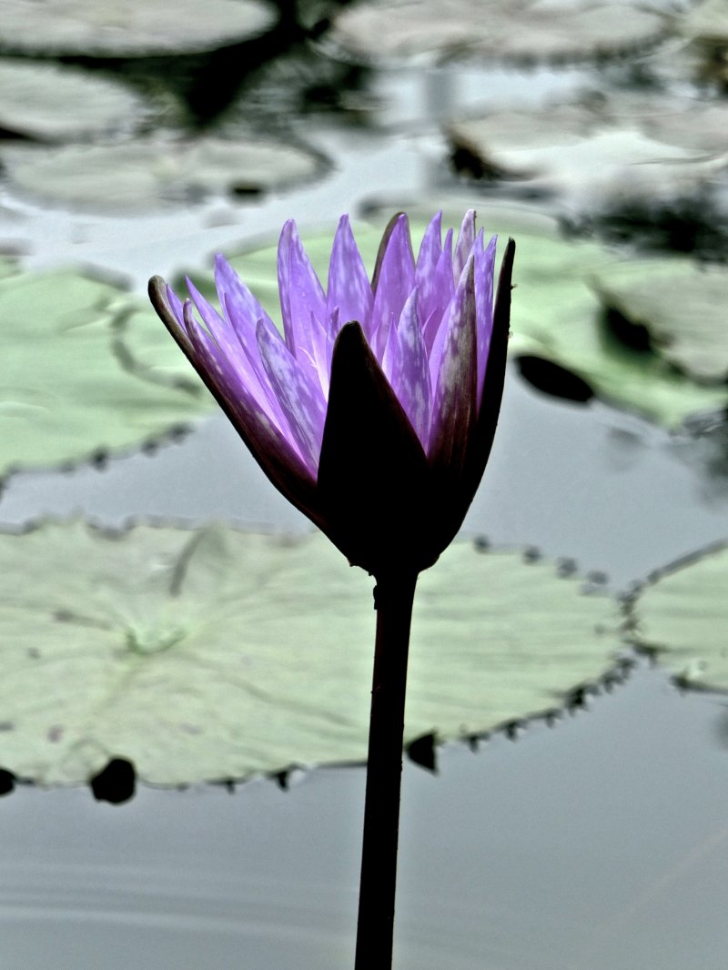 <p>Фиолетовая лилия крупным планом&nbsp;в парке цветов Асикага</p>