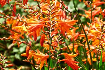 <p>Some lovely bright orange flowers found near the main temple building</p>