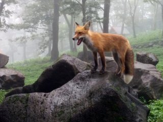 Calling all animal lovers! The Fox Village is not just unique to Japan, but to the whole world!