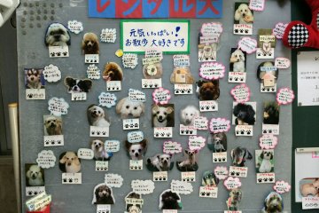 <p>Choose from the large selection of dogs available to rent from this bulletin board.</p>