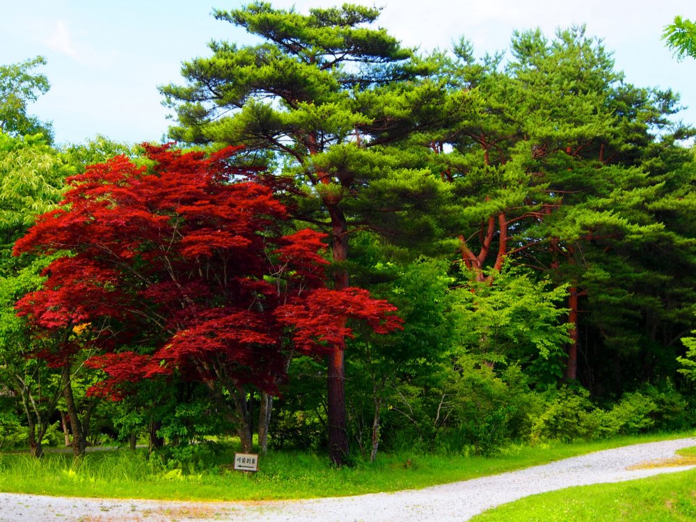 Sắc đỏ và xanh rực rỡ của phong cảnh ở Tono