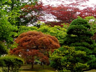 桜でも有名な公園だが、夏の彩りも素晴らしい。