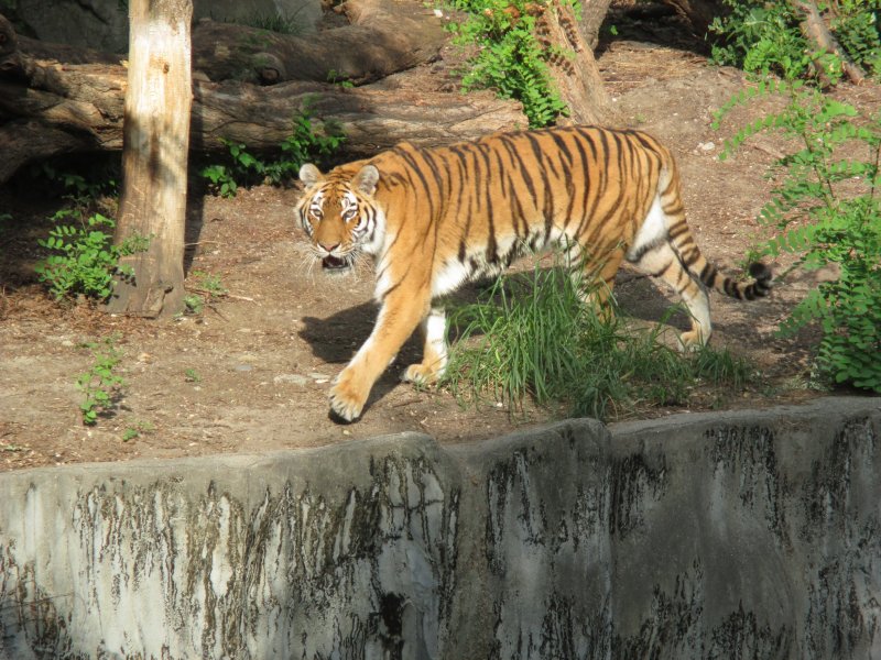 <p>A tiger paces back and forth while eyeing visitors</p>