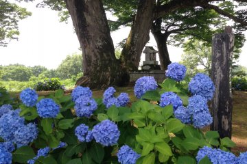 <p>The shrine, just a little closer to the blue hydrangea flowers.</p>