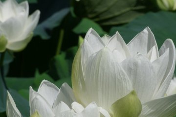 <p>The Japanese Lotus is usually either white, pink, or red</p>