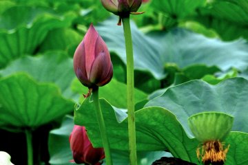 <p>The Japanese Lotus is beautiful, even before it blooms</p>