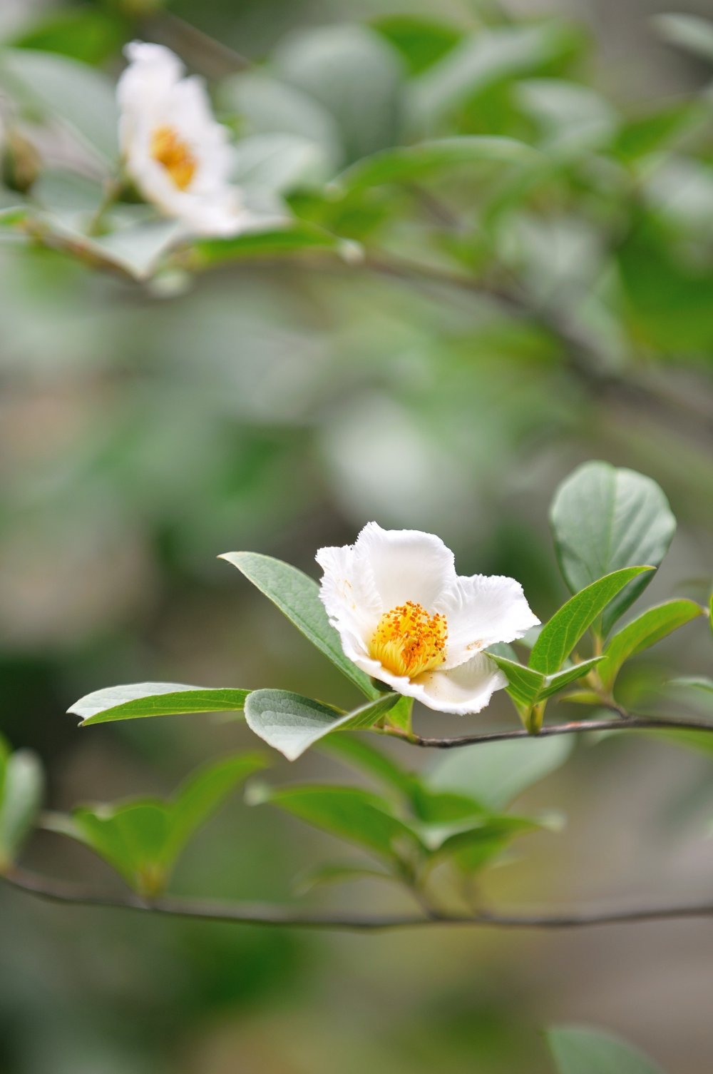 本堂前庭には十数本の沙羅双樹の木があり、花の見頃には 「沙羅の花を愛でる会」が開催される。この会は毎年６月１５日から３０日まで。予約は不要