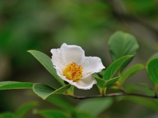 沙羅の花と呼ばれるが沙羅双樹の花は日本では育たない。実際は「夏椿＝姫沙羅」で代用して、沙羅双樹と呼んで いる。代用して呼ばれるようになったのは、いつ頃かまた誰が呼んだのか！定かではないらしい