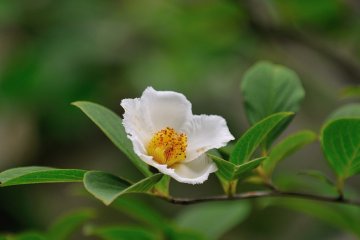 <p>Here we call this flower, &#39;sala flower&#39; or &#39;deciduous camellia&#39;, but in fact sala trees don&#39;t grow in Japan&#39;s climate. The truth is they plant &#39;Japanese summer camellia, or Hime-Shala (Stewartia monadelpha)&#39; as a substitution of sala flower (deciduous camellia) and call them as such. Nobody knows when and who started to call them &#39;sala flower&#39; (deciduous camellia) here!</p>